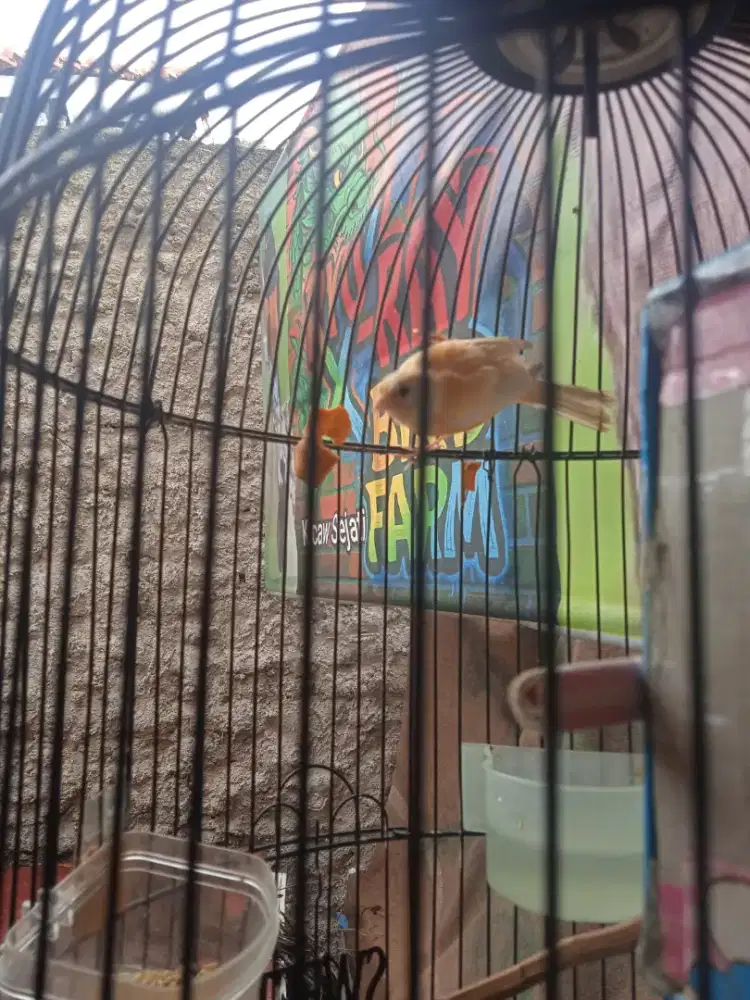 Kenari Cerah Riwikan