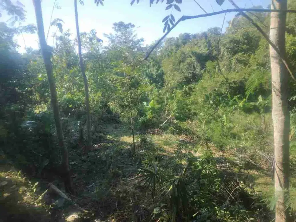 JUAL TANAH DI BANGUNCIPTO SENTOLO KULONPROGO