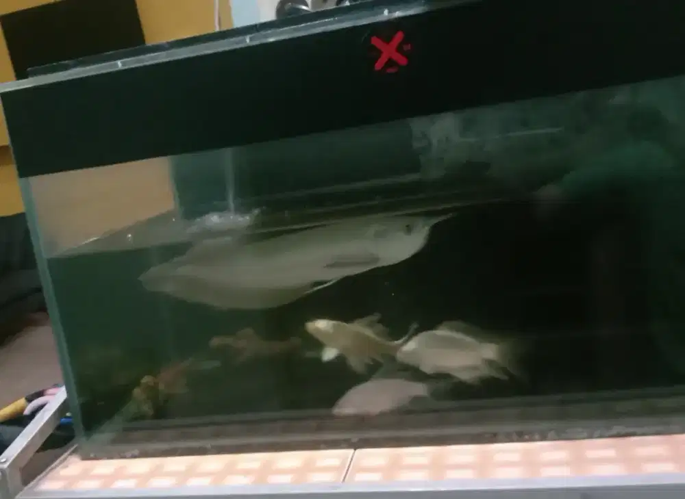 PROMO..Arwana silver red sz-+30cm. free sapu2 albino