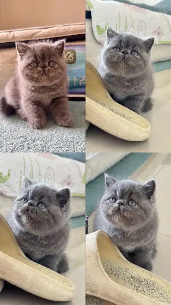 Kucing kitten Peaknose Exotic Short Hair Jantan