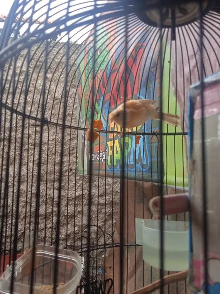 Kenari Cerah Riwikan