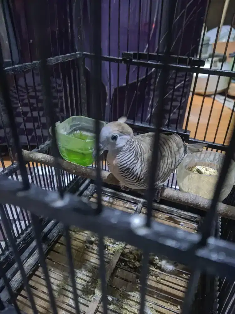 Perkutut lokal ada keluar jambul nya sehelai