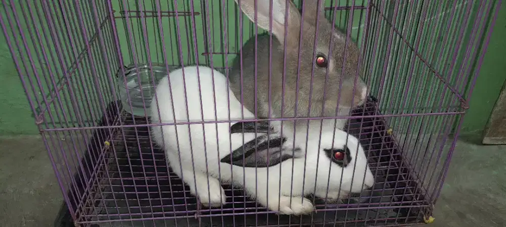 Dijual kelinci jantan tangguh ni siap nikah