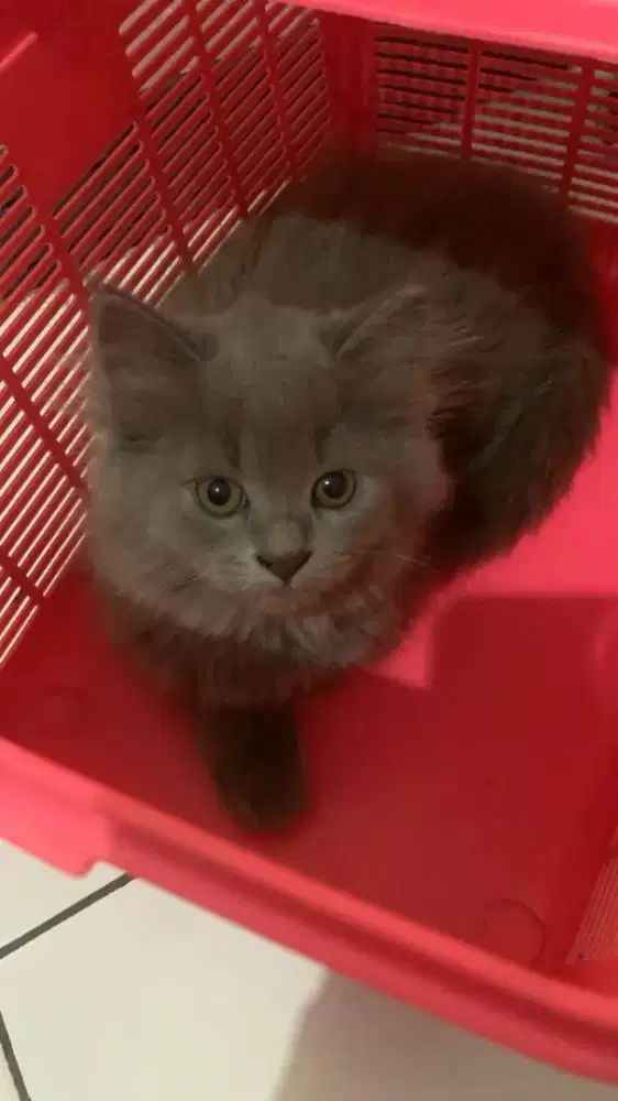 Kucing anggora persia