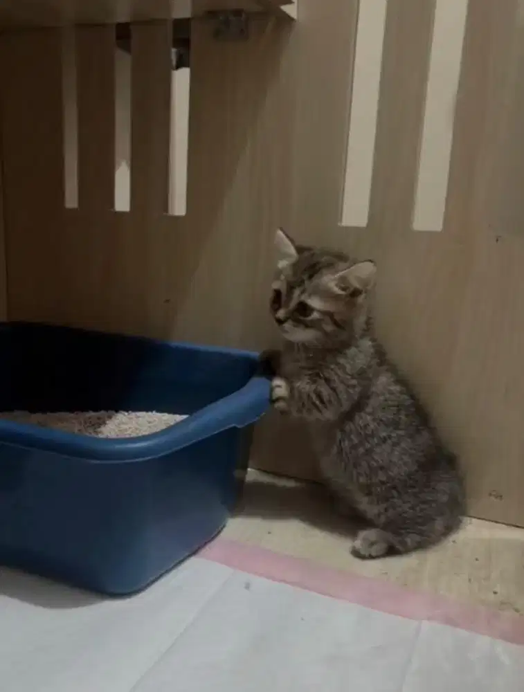 BSH MUNCHKIN MIX PERSIA