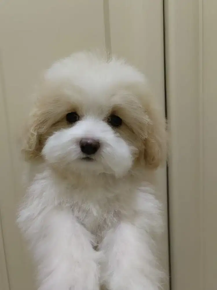 Poodle Jantan Non Stanbum