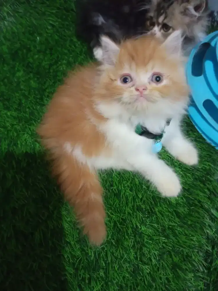 Kitten platnose jantan