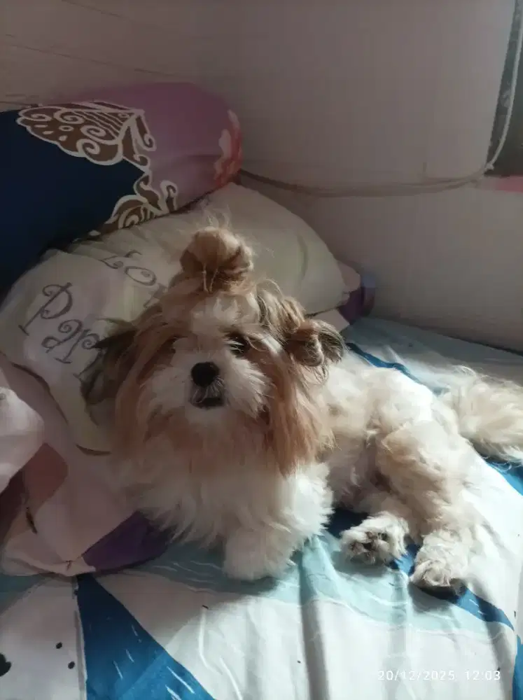 Shitzu (Pure shitzu)