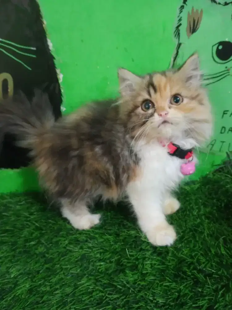 Kiyyen persia betina