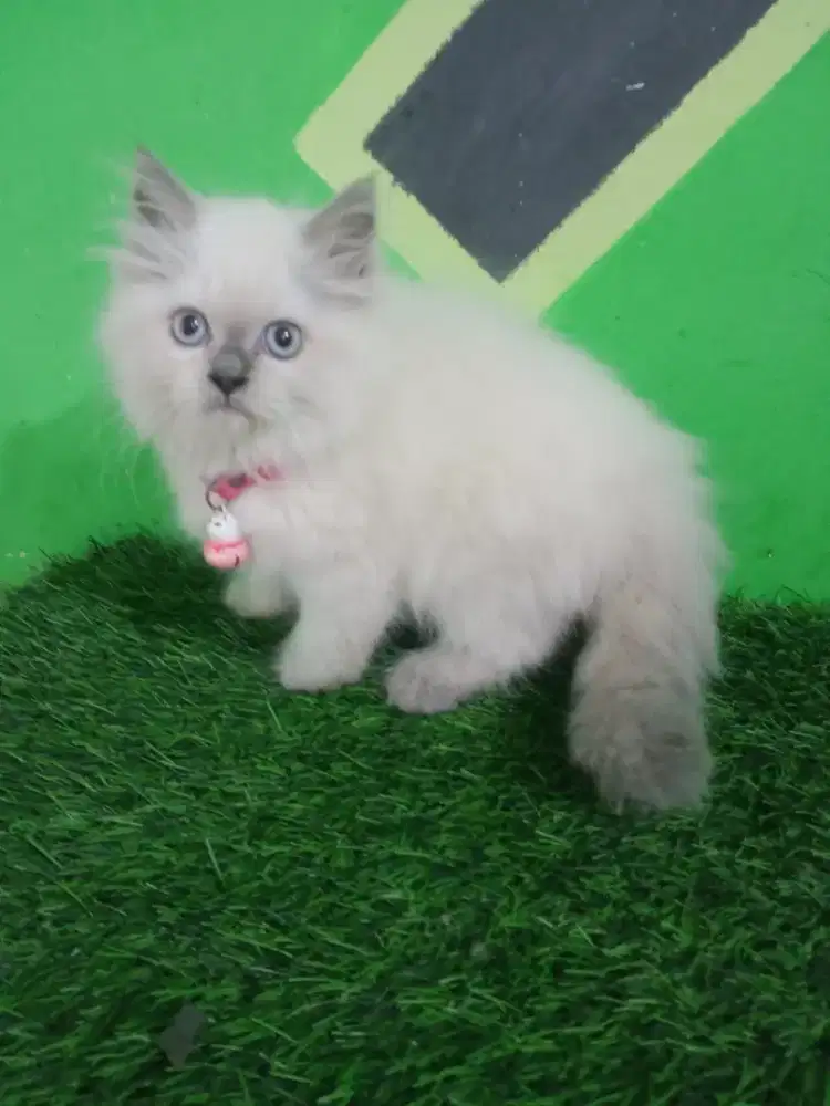 Petsia himalaya betina