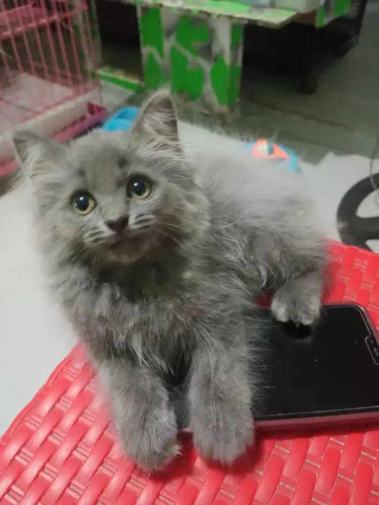 Kitten btina blue solid