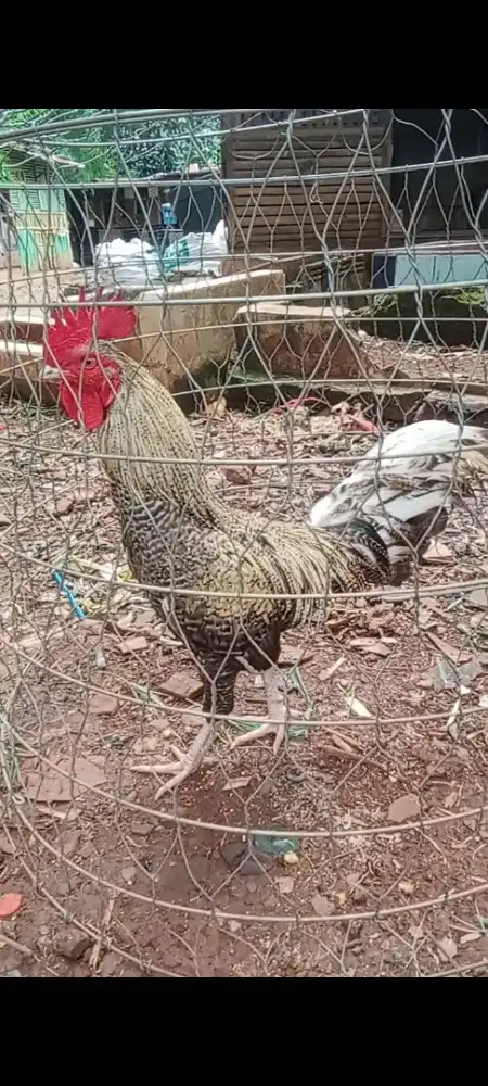 Ayam jago kampung pacek