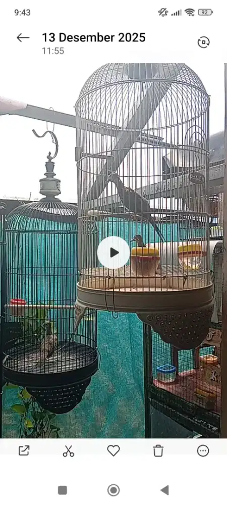 Perkutut Jantan Dan Betina