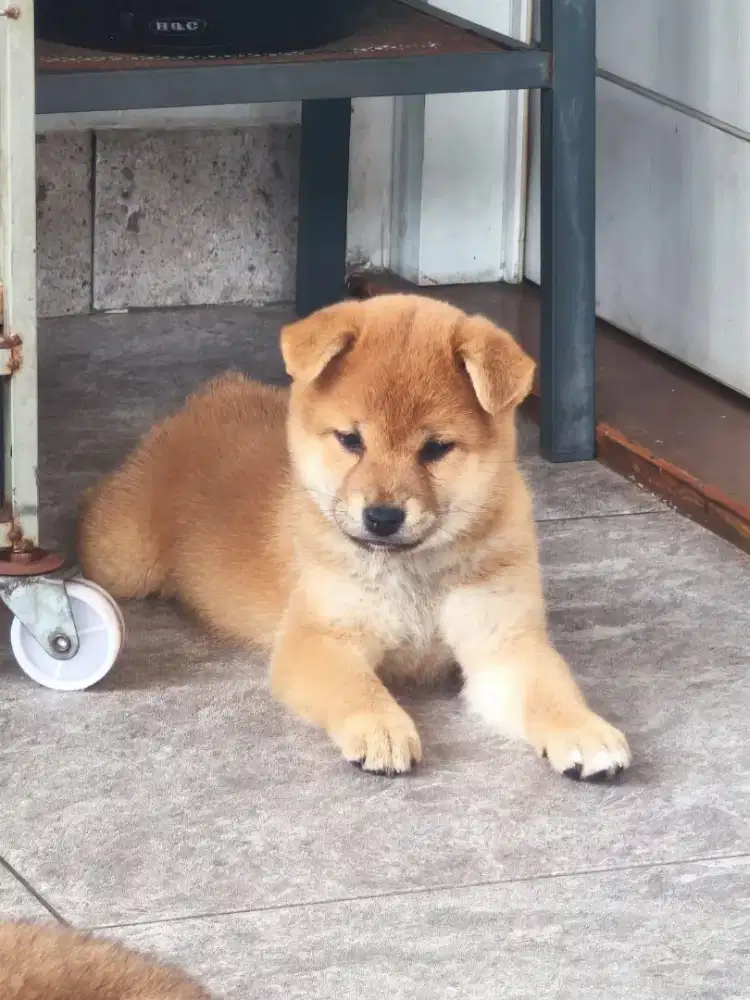 Shiba Inu bloodline jepang