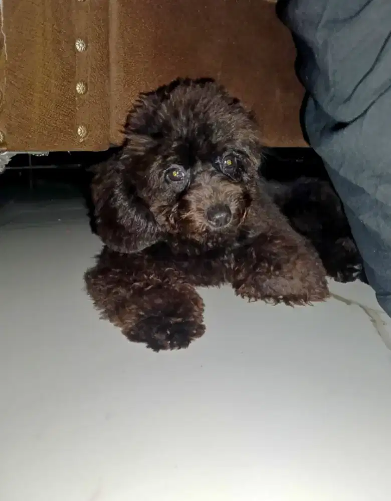 Toy Poodle STB vaksin