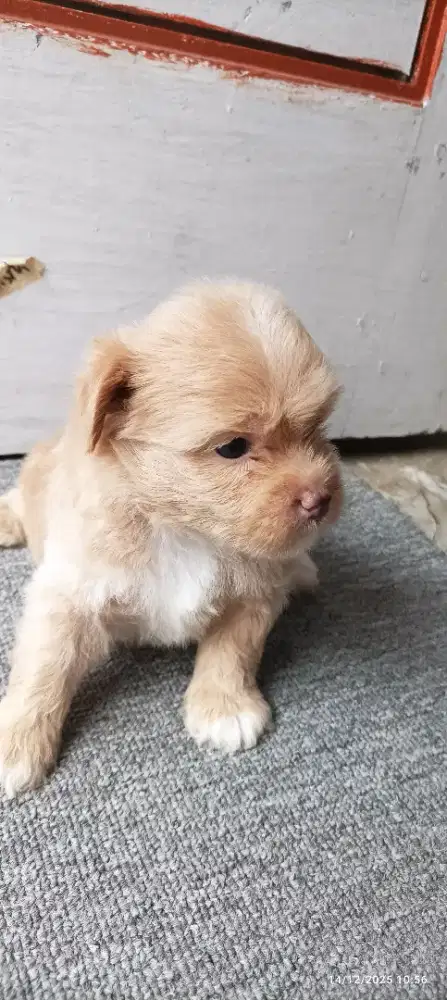 Puppy sihpoo . Umur 2 bulan