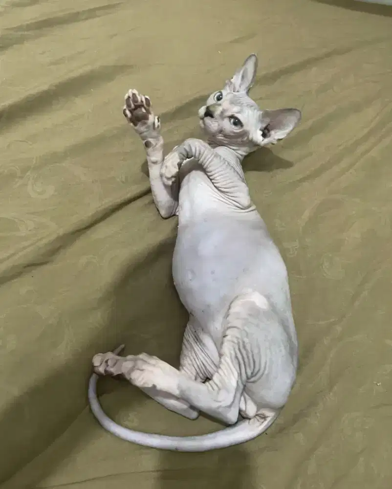 Kucing sphynx spink kitten sphynx jantan