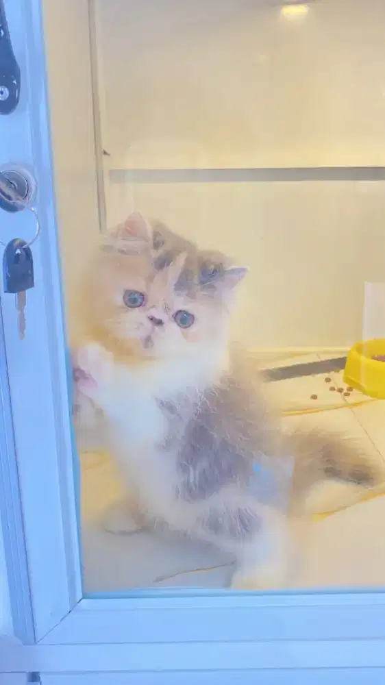 Kucing peaknose calico