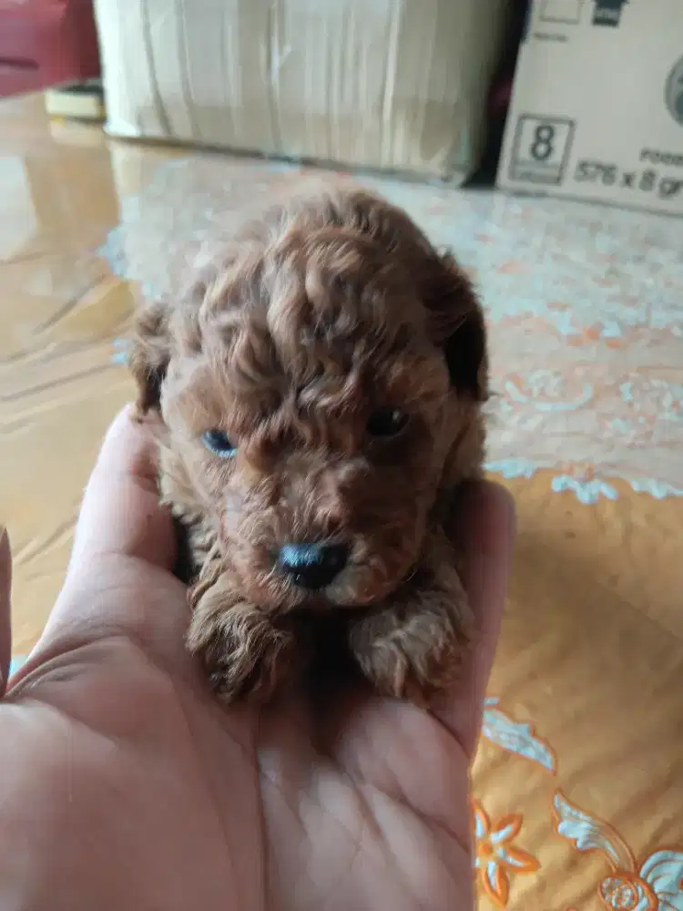 Jual Puppy Red Toy Poodle