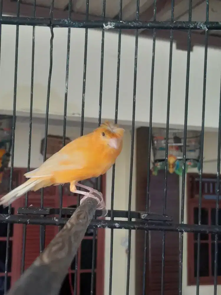 Kenari lomba  gacor atas bawa Bermateri banyak