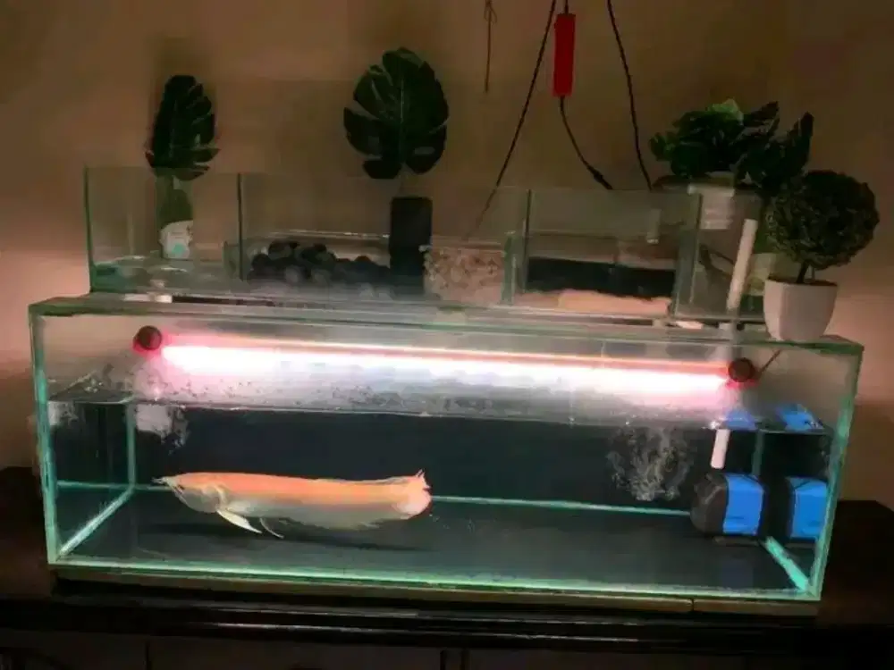 arwana silver albino