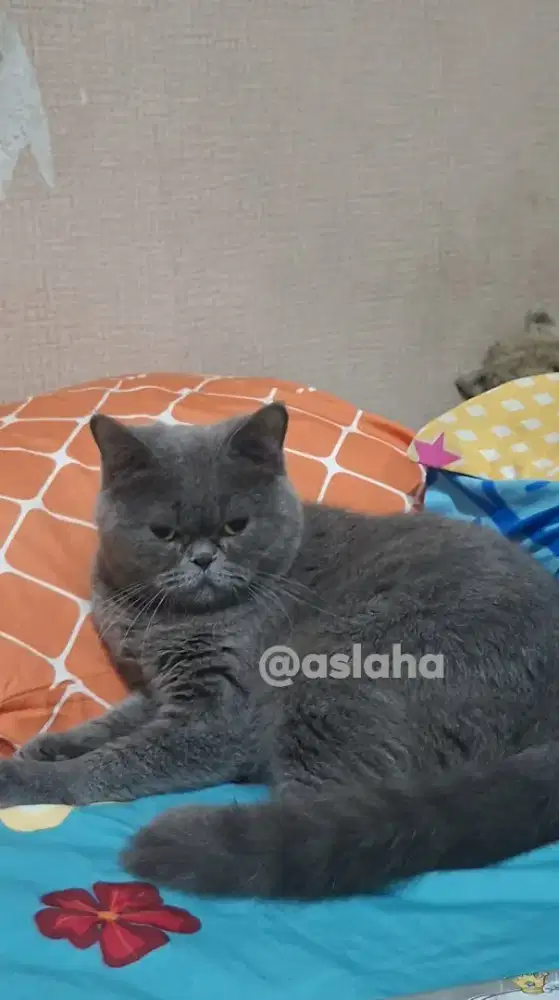 Kucing BSH /kucing british short hair /kucing  BSH betina