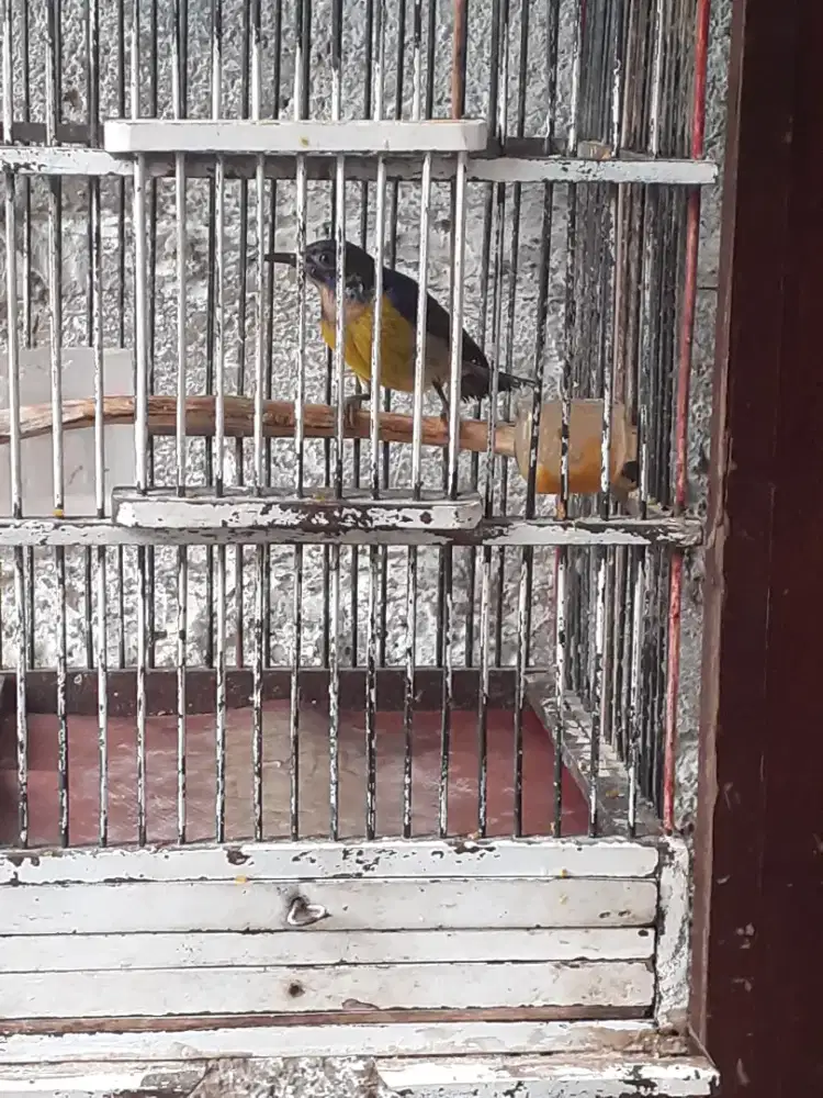 Jual burung korlap fulset udh rajin furtotal