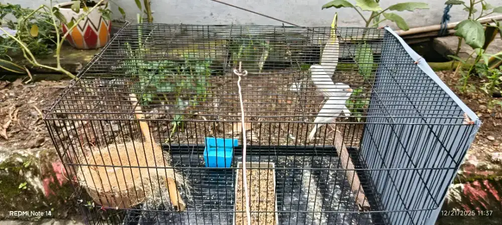 Di jual burung kenari jodohan udah pernah produk