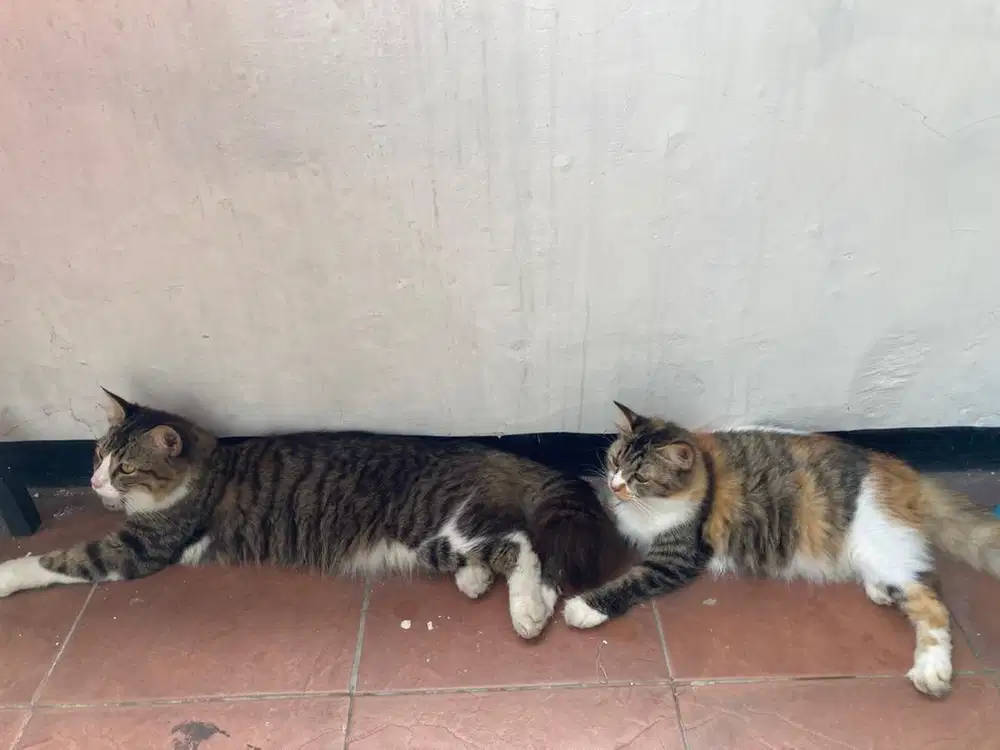 Kucing Mixdom Persia