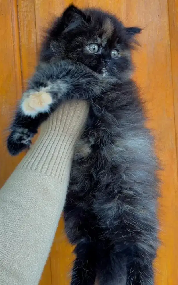 Kucing persia bigbone