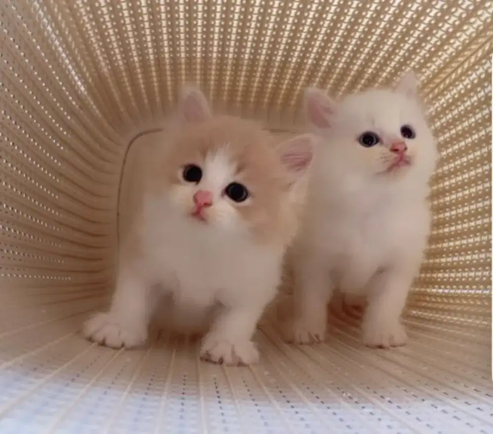 Kucing Himalayan mix Persian