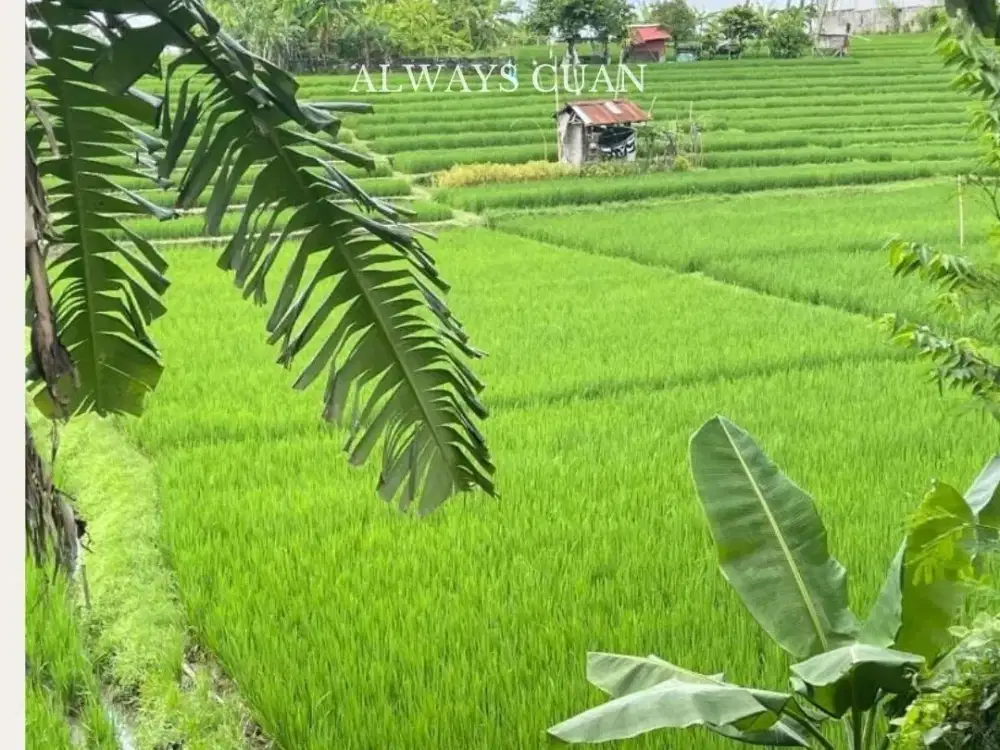 Tanah Akses Jalan Utamajual Area Canggu, Siap Dibangun