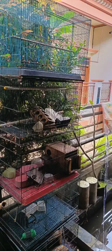 Jual kandang Kotak