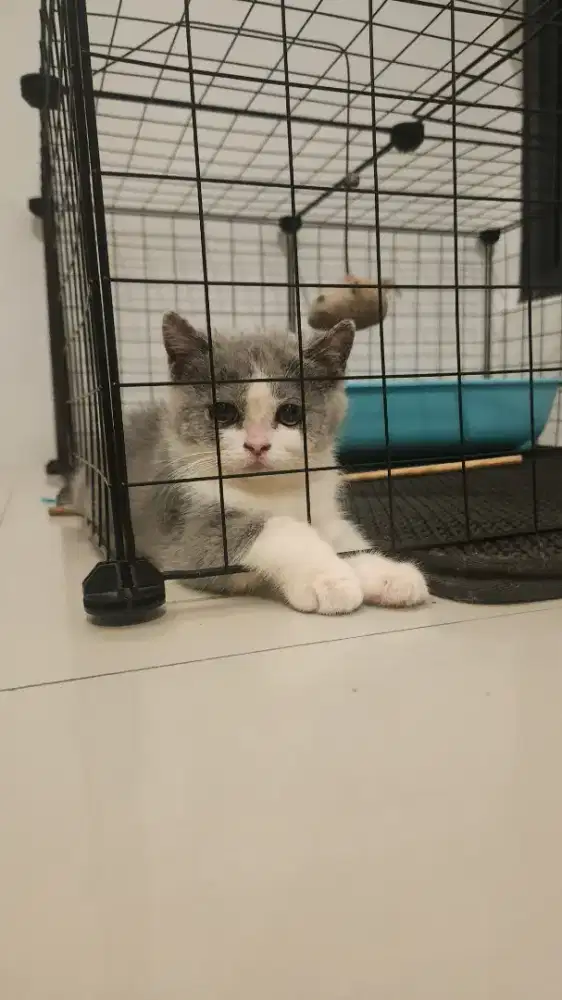 LEPAS ADOPT BRITISH SHORTHAIR (BSH)