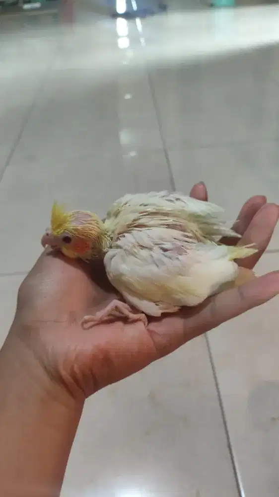 lolohan parkit Australia