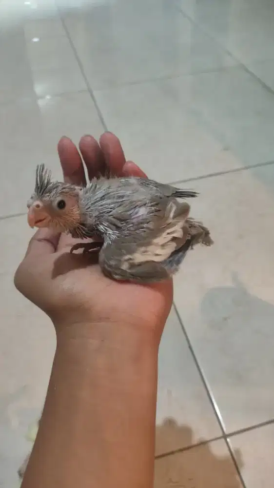 lolohan parkit Australia