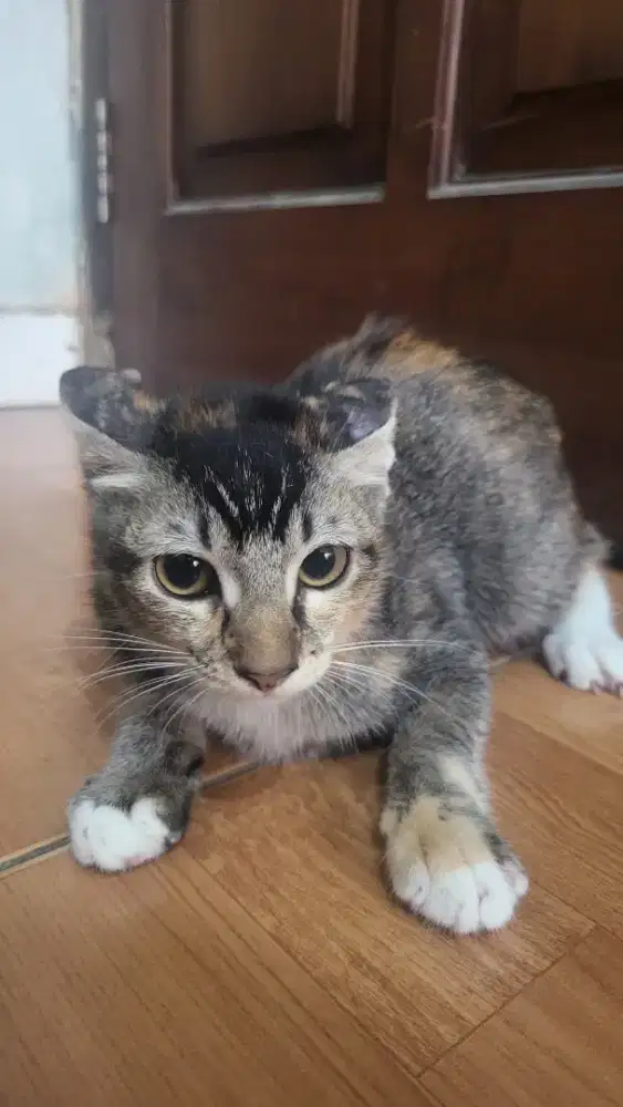 Kucing Kitten Rumahan Sehat 2 Jantan 2 Betina