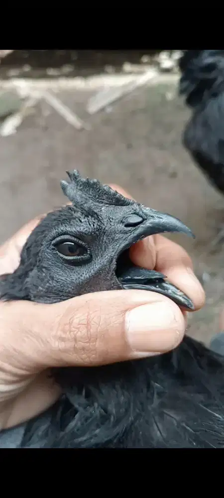 Ayam cemani lidah hitam