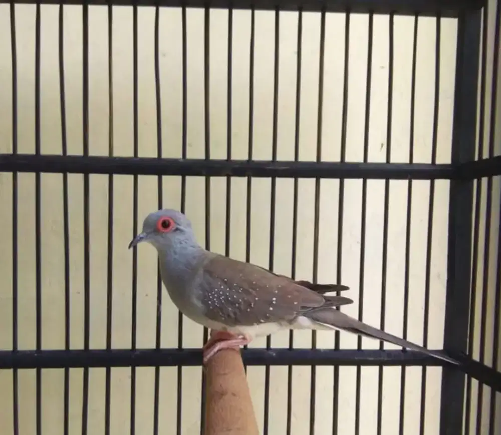 Burung Perkutut Mutiara