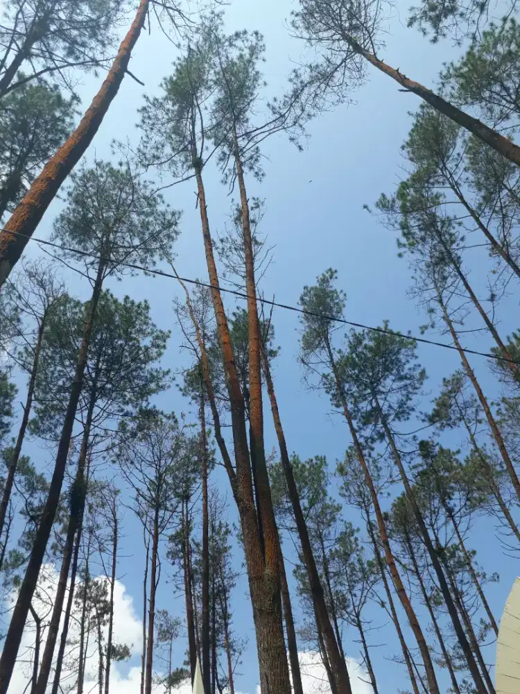 Lowongan pekerjaan untuk Art