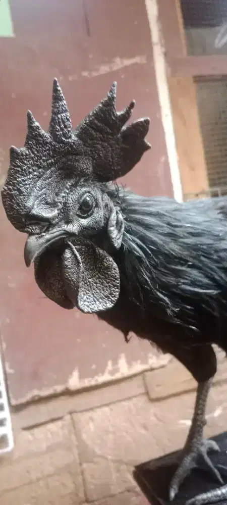 Ayam Jantan Cemani LH