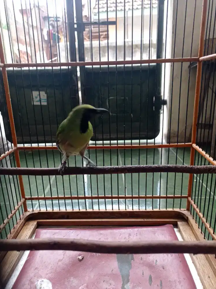 Burung kicauan jawa timur