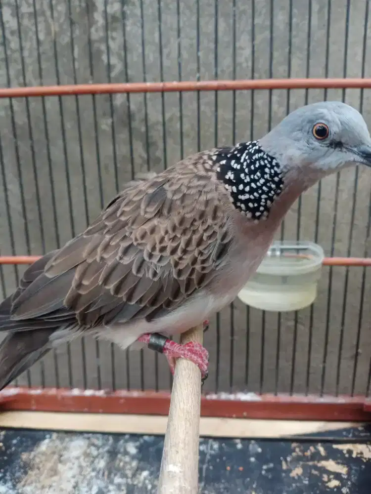 Derkuku kelantan jantan gayer brajak kuk 2 pethetan