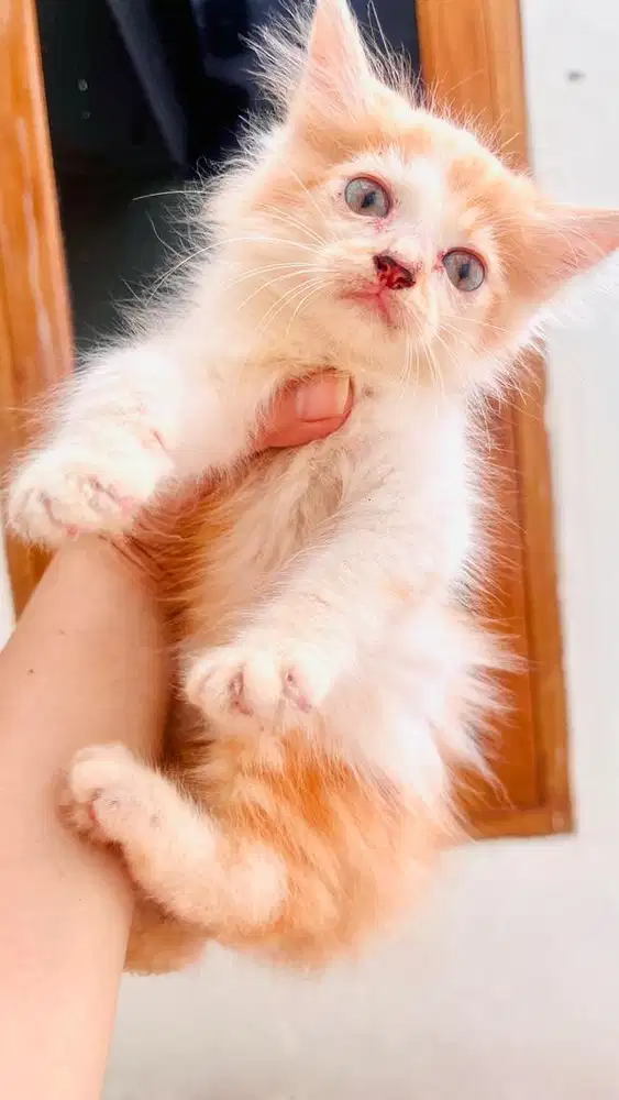 Kitten Persia Medium 2bulan Jantan
