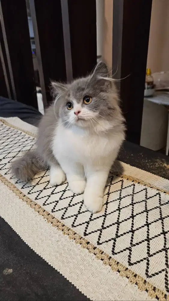 Kucing British Longhair ( BLH ) Bicolour Blue