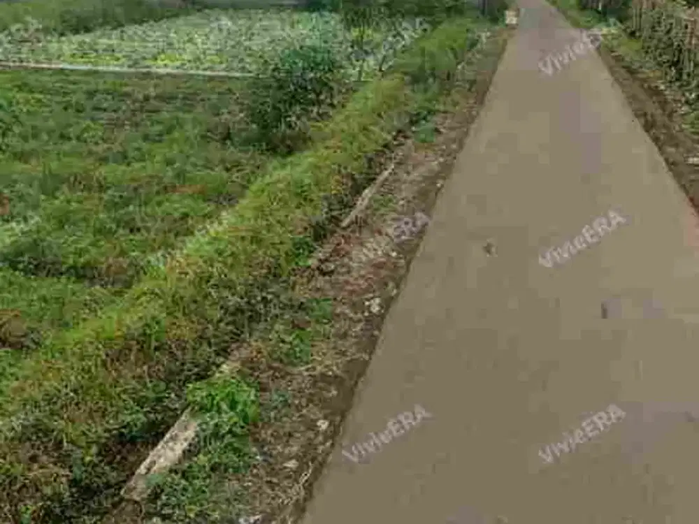 Dijual Murah Tanah Kosong Cisarua Lembang