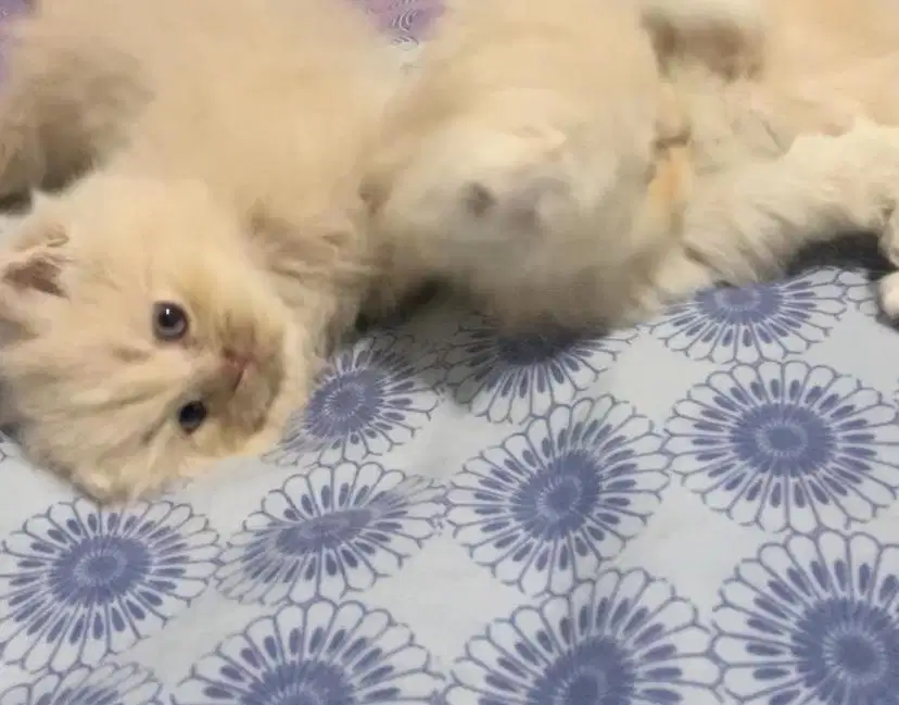 Lepas adop kitten persia