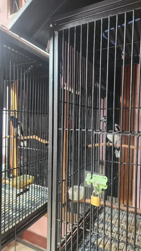 Dijual burung jagal papua