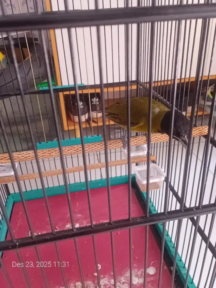 Samyong jantan jual burja