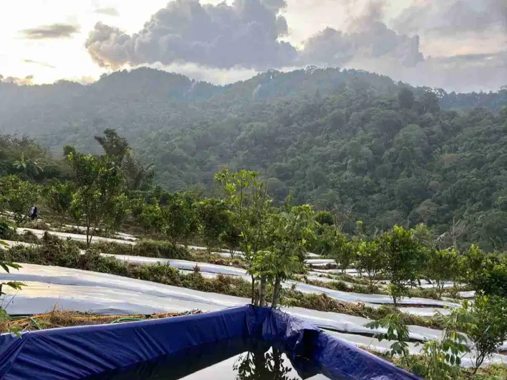 DIJUAL tanah view bukit dan laut di buleleng bali